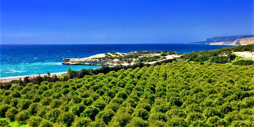 Paramali Turtle Beach - красивый пляж на Кипре, который полюбился морским черепахам! (Фото)