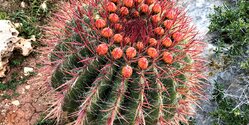 Ayia Napa Cactus Park - парк кактусов, средиземноморских растений и суккулентов в Айя-Напе