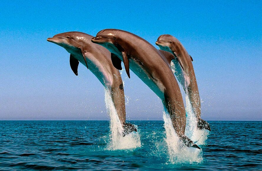 К берегам Лимассола приплыла стая дельфинов