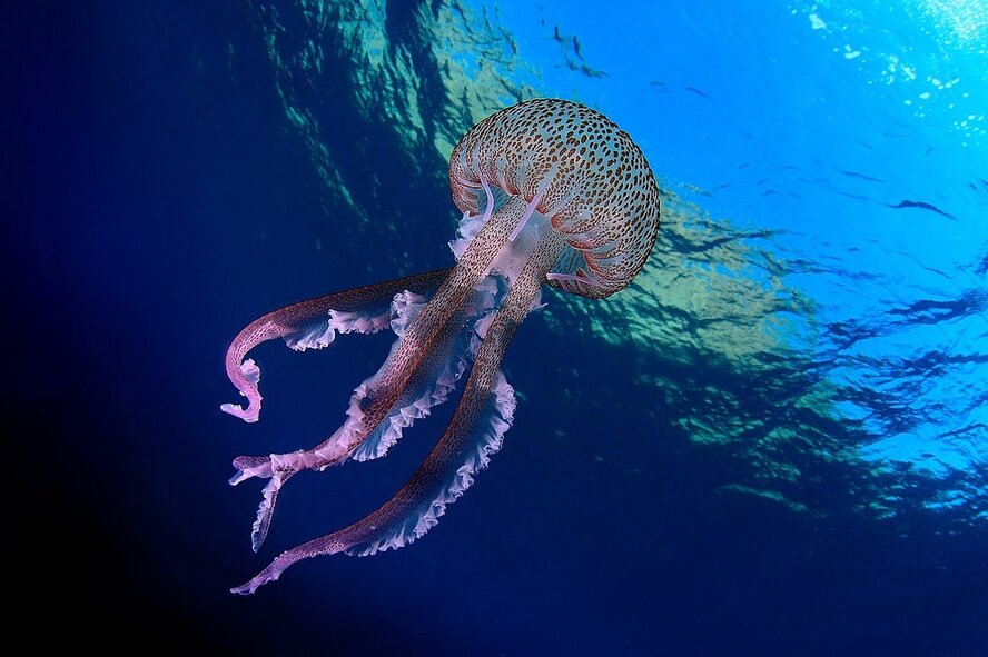 Ядовитые медузы Pelagia noctiluca добрались до берегов Лимассола