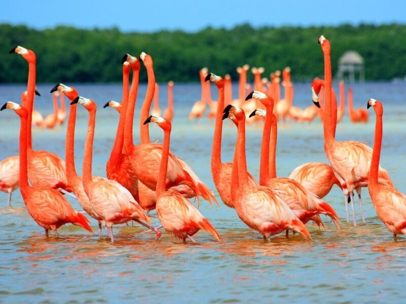 Птицы цвета заката: розовые фламинго на Кипре
