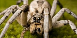 Ядовитые пауки на Кипре