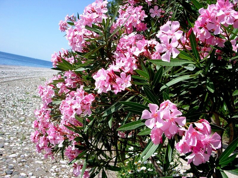 Олеандр - ядовитый цветок Кипра