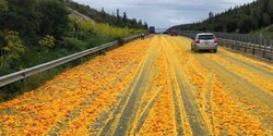 "Оранжевое настроение".Трасса Лимассол-Никосия усыпана апельсинами (Фото и видео)