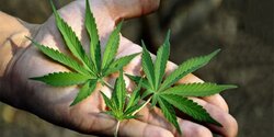 На Кипре приостановлено производство медицинской марихуаны 
