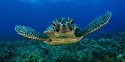Труп черепахи найден на пляже в Лимассоле