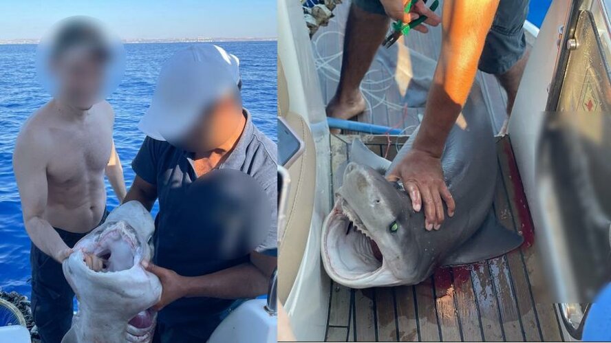 Фотосессия с мертвой акулой в Ларнаке вызвала бурю хейта в соцсетях