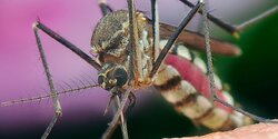 На Кипре обнаружен опасный комар по кличке Тигр