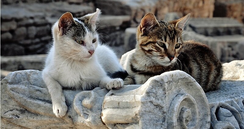 Первые коты появились на Кипре? Давайте навсегда забудем эту байку