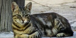 Муниципалитет Ларнаки примет участие в ежегодной программе стерилизации бездомных кошек