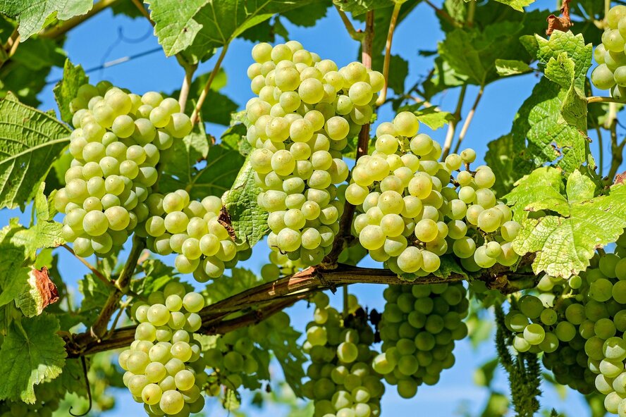 Производство винограда на Кипре сократилось на рекордных 93%