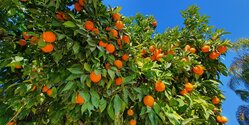 На Кипре пройдет Фестиваль мандаринов