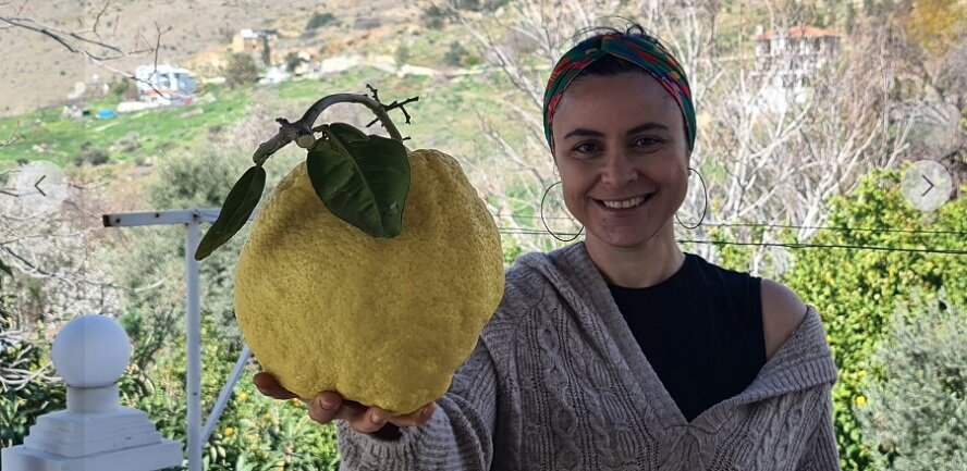 На Северном Кипре вырос гигантский лимон