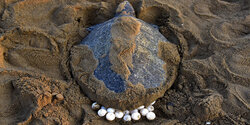 Исчезающая речная черепаха сделала кладку яиц на Кипре