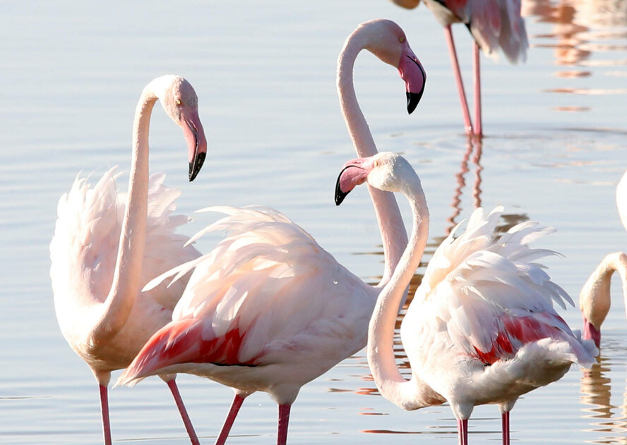 На Кипр прилетели фламинго