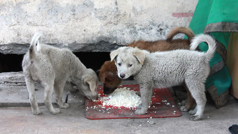 Партия зоозащитников Кипра просит корм для бродячих животных