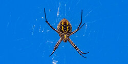 Аргиопа — кипрский ядовитый паук-оса