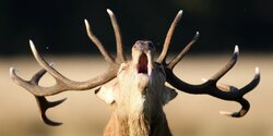 Рождественский олененок Рудольф умер в зоопарке Лимассола