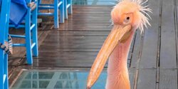 В Пафосе тяжело заболел символ гавани - пеликан Кокос