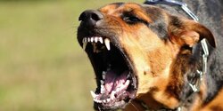 В Пафосе на девочку напала агрессивная собака