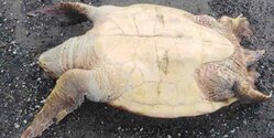 На трех пляжах Ларнаки найдены мертвые черепахи