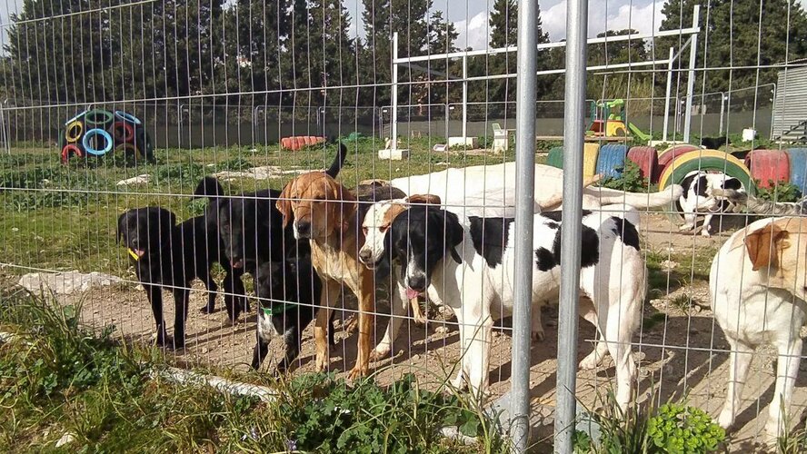 Внимание, розыск! Из приюта в Пафосе украдены собаки