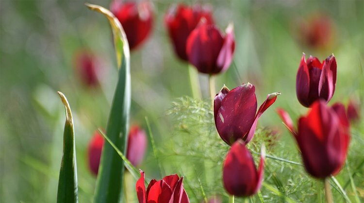 Департамент защиты окружающей среды Кипра призвал общественности беречь Tulipa cypria