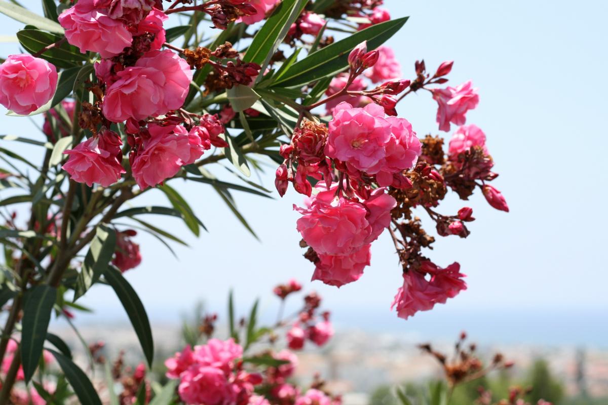 Олеандр - ядовитый цветок Кипра: фото 5