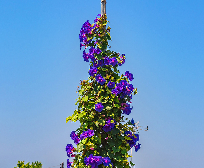 Ядовитое растение на Кипре - Ипомея: фото 2