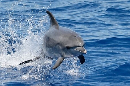 Удивительное зрелище - в Ларнаке резвится дельфин!: фото 2
