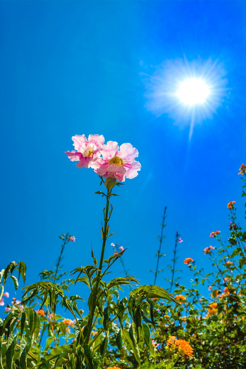 Подранея Рикасоля - кипрская лиана с розовыми колокольчиками: фото 4