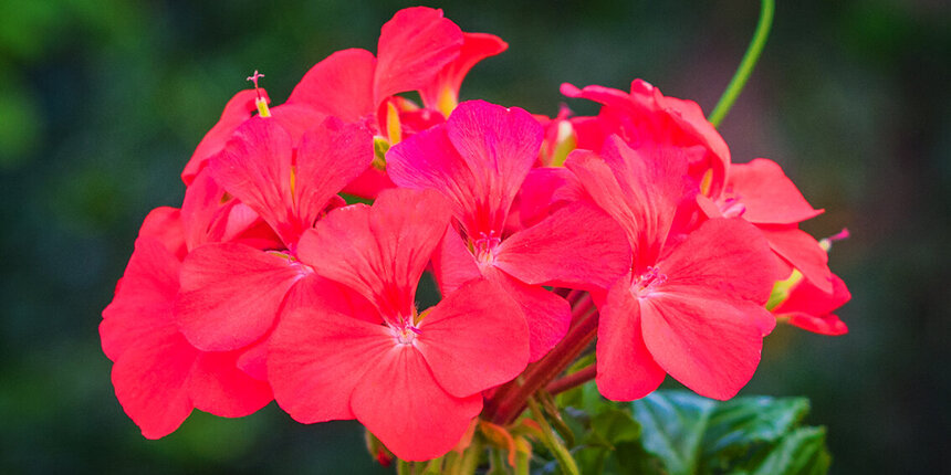 Пеларгонии — любимые цветы киприотов!: фото 7