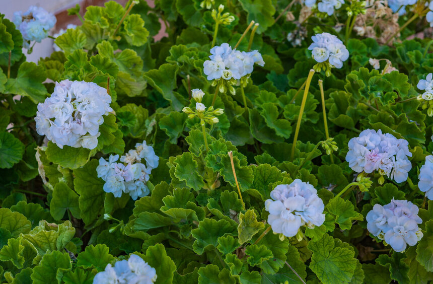 Пеларгонии — любимые цветы киприотов!: фото 5