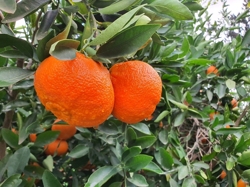 На Кипре пройдет Фестиваль мандаринов: фото 2