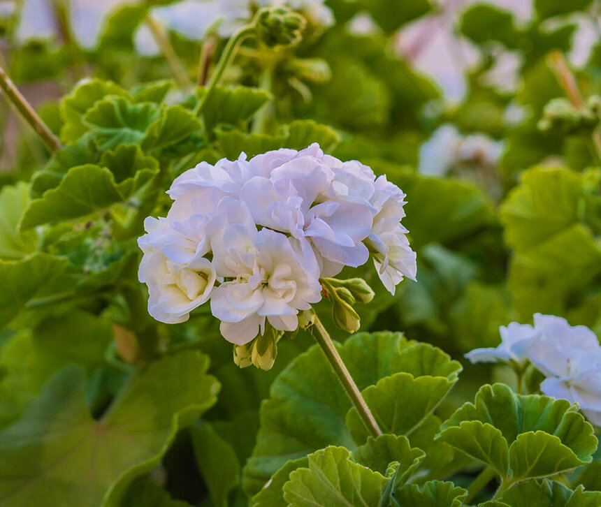 Пеларгонии — любимые цветы киприотов!: фото 12