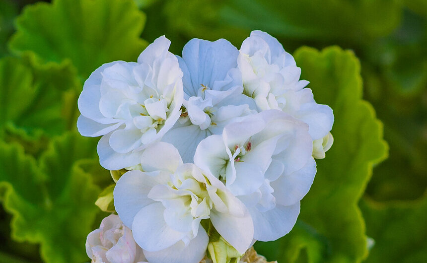 Пеларгонии — любимые цветы киприотов!: фото 11