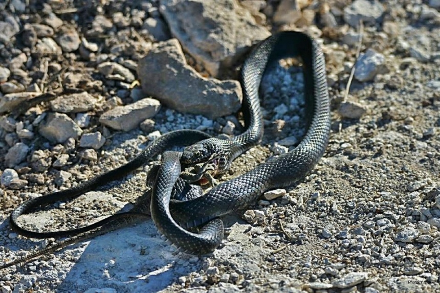 Осторожно! Кипрские змеи вышли в люди: фото 4