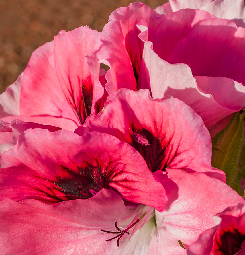 Пеларгонии — любимые цветы киприотов!: фото 9