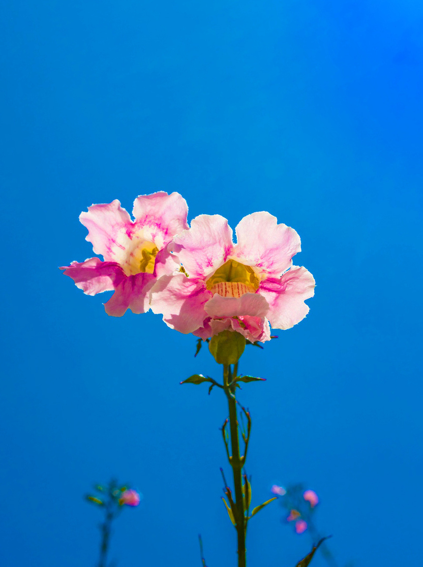 Подранея Рикасоля - кипрская лиана с розовыми колокольчиками: фото 7