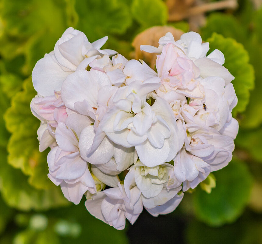 Пеларгонии — любимые цветы киприотов!: фото 13