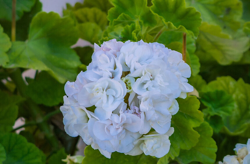 Пеларгонии — любимые цветы киприотов!: фото 8