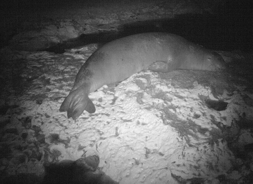 Ученые нашли любовное гнездышко тюленей-монахов в ТРСК: фото 6