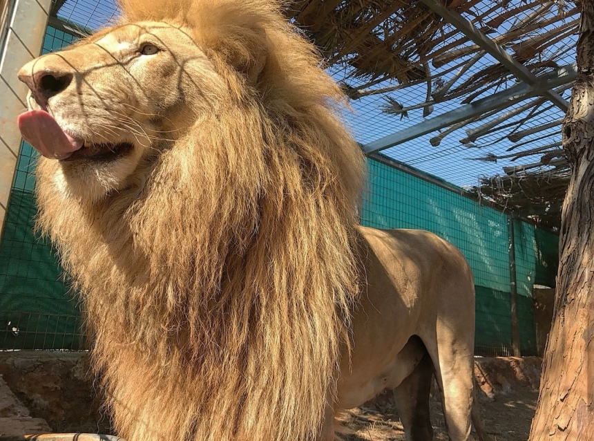 Невероятно! В зоопарке Пафоса появился на свет детеныш редкого белого льва: фото 8
