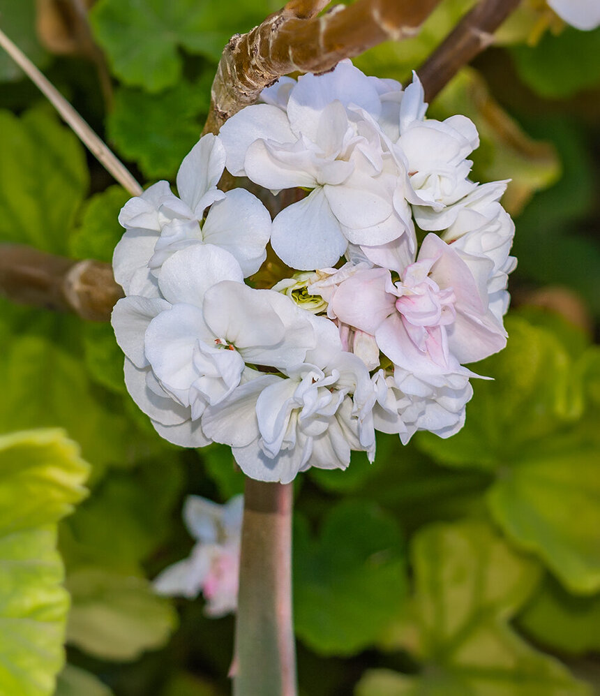 Пеларгонии — любимые цветы киприотов!: фото 10