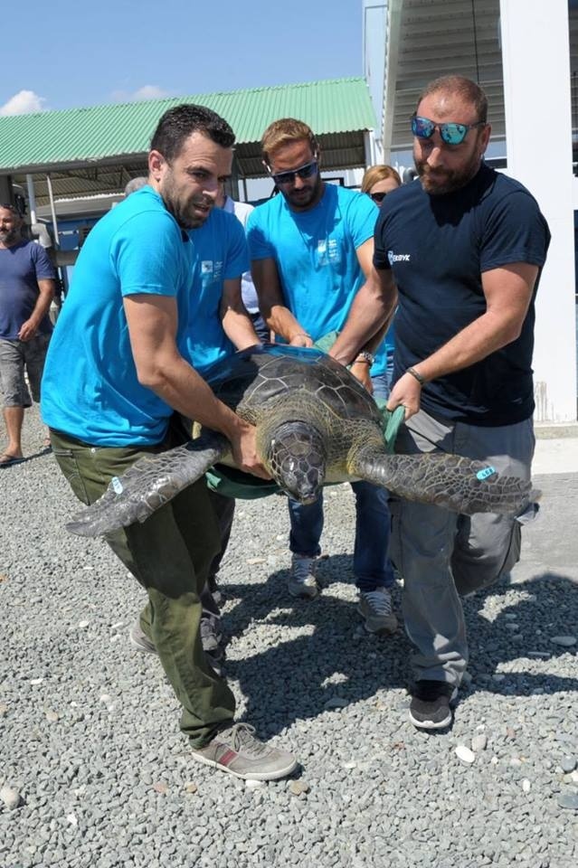 На Кипре после длительного лечения выпустили в море  черепаху Элефтерию: фото 2