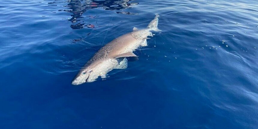 В Лимассоле рыбаки поймали редкую акулу: фото 4