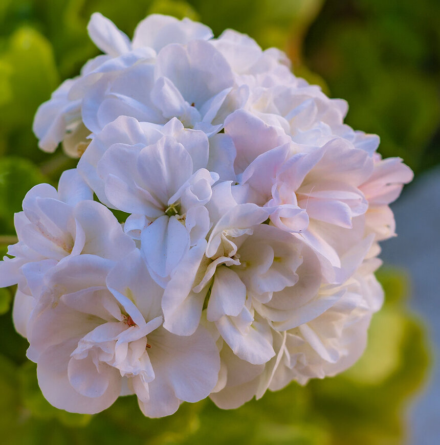 Пеларгонии — любимые цветы киприотов!: фото 3