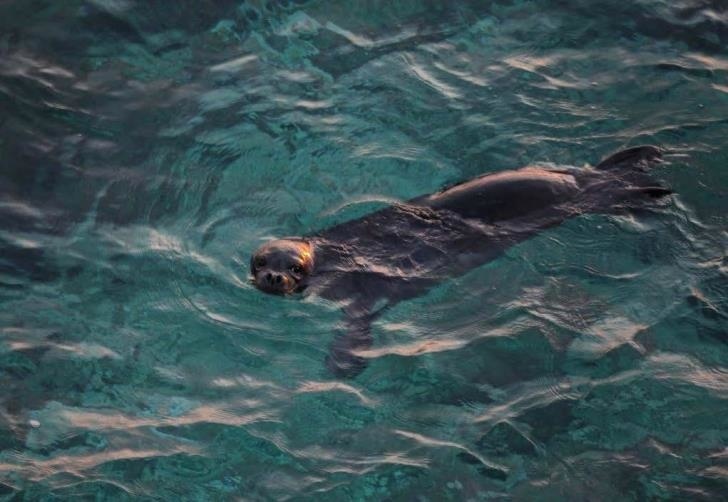В сети появилось уникальное видео кипрского тюленя-монаха: фото 2
