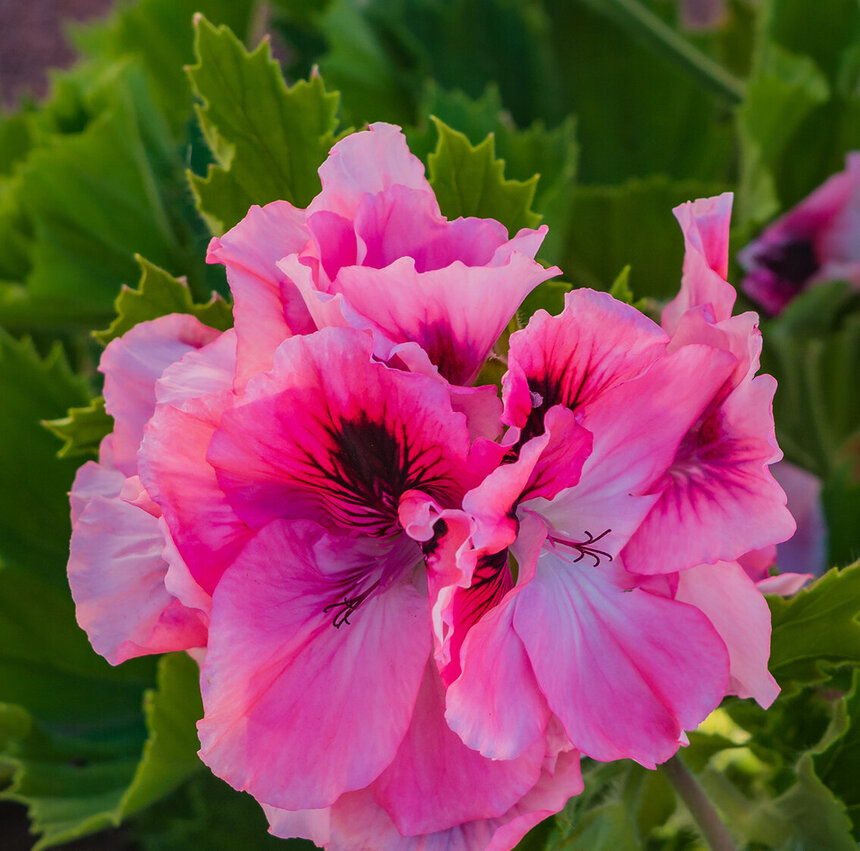 Пеларгонии — любимые цветы киприотов!: фото 14