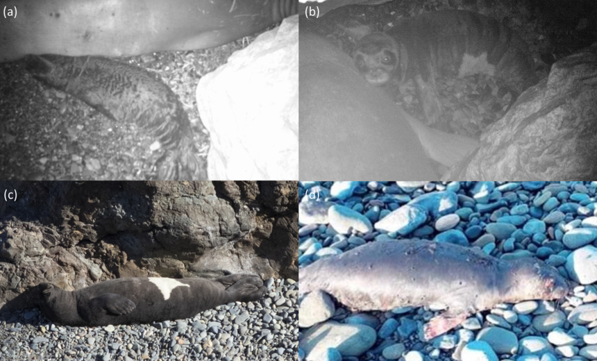 Ученые нашли любовное гнездышко тюленей-монахов в ТРСК: фото 3